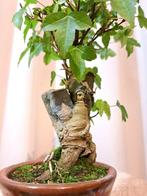 Drietand Esdoorn (Acer Buergerianum) - Hoogte (boom): 22 cm, Antiek en Kunst