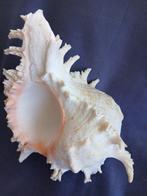 Conque Coquillage marin - Chicoreus Ramosus 23x18x13 (Sans, Antiek en Kunst