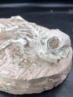 Dinosaurus - Fossiel skelet - Psittacosaurus sp. - 2 cm - 15