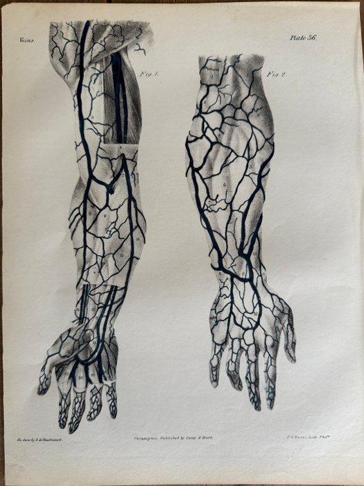 P. S. Duval (XIX) - A Series of Anatomical Plates, Antiquités & Art, Antiquités | Autres Antiquités