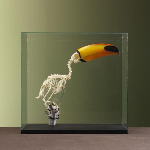 Reuzentoekan Skelet Taxidermie Opgezette Dieren By Max, Verzamelen, Dierenverzamelingen, Opgezet dier, Nieuw, Vogel, Ophalen of Verzenden