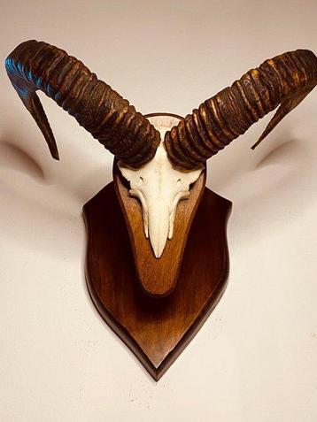 Mouflon Support mural pour taxidermie - Ovis Musimon - 48 cm
