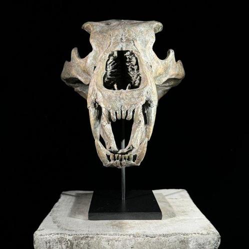 GEEN VEILIGINGPRIJS - Een replica van een ijsberen schedel, Antiek en Kunst, Kunst | Designobjecten