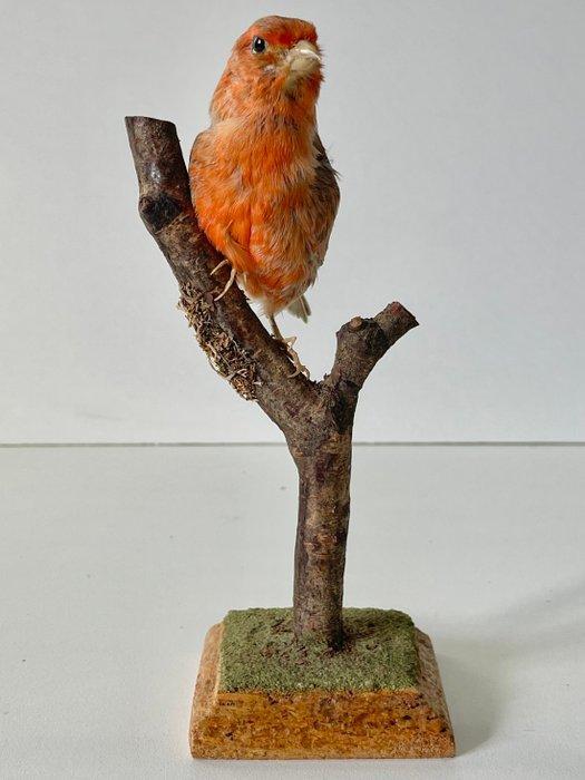 Rode Kanarie (Kweekvogel) Taxidermie volledige montage -, Verzamelen, Dierenverzamelingen