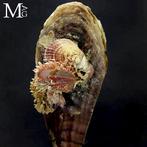 Marine Curiosity Grote Pinna bicolor met Spondylus onder, Antiek en Kunst