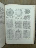 Dr Otto Berg - Anatomischer Atlas - 1865, Antiek en Kunst