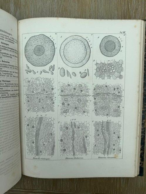Dr Otto Berg - Anatomischer Atlas - 1865, Antiek en Kunst, Antiek | Boeken en Manuscripten