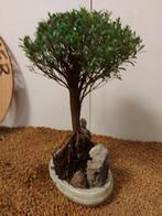 syzygium - Hoogte (boom): 28 cm - Diepte (boom): 17 cm -