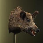 Wild Zwijn Groot Taxidermie Opgezette Dieren By Max, Ophalen of Verzenden, Nieuw, Wild dier, Opgezet dier