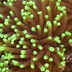 Euphyllia Glabrescens Ultra Yellow Tip (1 kop), Dieren en Toebehoren