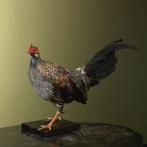 Sonnerathoen Kip Taxidermie Opgezette Dieren By Max, Ophalen of Verzenden, Nieuw, Vogel, Opgezet dier