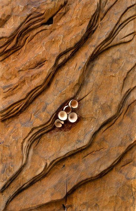 Riccardo Masini - sculptuur, Baikà  n.20 - Cinque fiori |, Antiek en Kunst, Kunst | Designobjecten