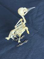 Specht Taxidermie volledige montage - Dendrocopos macei - 10, Verzamelen, Nieuw