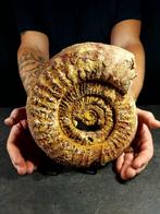 grote natuurlijke ammoniet - Gefossiliseerd dier -