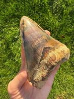 Megalodon - Fossiele tand - 13 cm - 10 cm