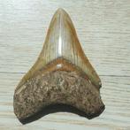 Megalodon Haaientand - Fossiele tand - Carcharocles, Verzamelen, Mineralen en Fossielen