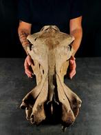Imposant klein nijlpaard uit een museum. - Gefossiliseerd