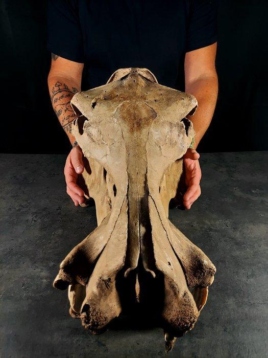 Imposant klein nijlpaard uit een museum. - Gefossiliseerd, Verzamelen, Mineralen en Fossielen