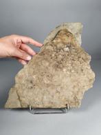 Oud organisme - Fossiel fragment - Nemiana simplex - 34 cm -, Verzamelen