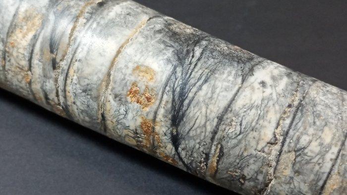 Cefalopode - Gefossiliseerde schelp - Orthoceras - 16.7 cm -, Collections, Minéraux & Fossiles