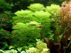 Limnophila australis - In Vitro, Dieren en Toebehoren, Vissen | Aquaria en Toebehoren, Verzenden, Nieuw