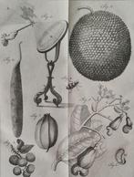 Noel Chomel en Jacques Alexandre de Chalmot - Vervolg op