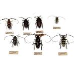 Kevel Taxidermie volledige montage - Baltus Barbicornis + 2x, Collections, Collections Animaux