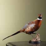Fazant Taxidermie Opgezette Dieren By Max, Ophalen of Verzenden, Nieuw, Vogel, Opgezet dier