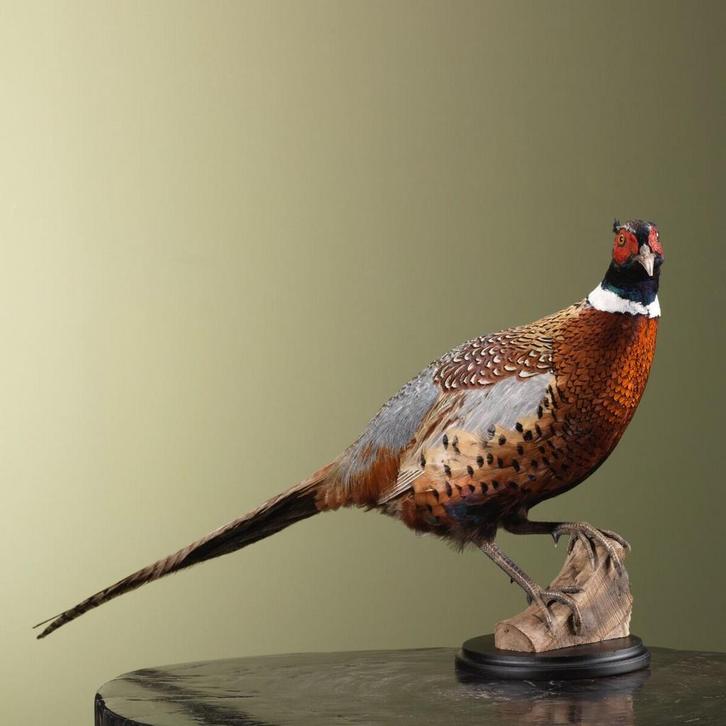 Fazant Taxidermie Opgezette Dieren By Max, Verzamelen, Dierenverzamelingen, Opgezet dier, Nieuw, Vogel, Ophalen of Verzenden