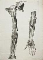 Anatomical Engraving - Antonio Caldani - ”Icones anatomicae,
