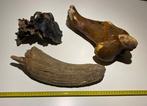 Bizon - Fossiel bot - bison priscus, Verzamelen, Mineralen en Fossielen
