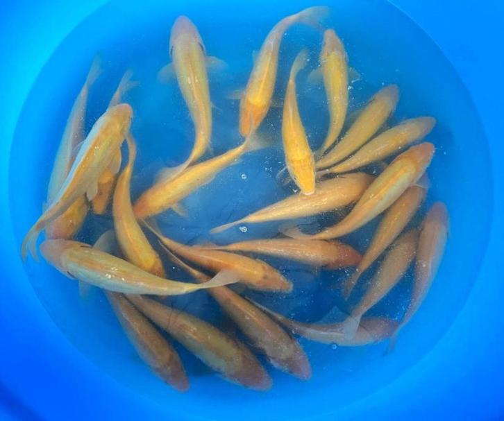 Hirasawa Marusei 28-35cm (Japanse Koi), Tuin en Terras, Vijvers, Nieuw, Ophalen of Verzenden