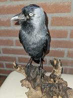 Kauw Taxidermie volledige montage - Corvus monedula - 31 cm, Verzamelen, Nieuw