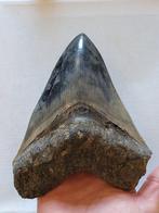 Megalodon - Fossiele tand - 14.3 cm - 11.2 cm, Verzamelen