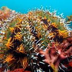 Tripneustes Gratilla (Gestreepte Zeeëgel) M (Ong. 4-5 cm), Dieren en Toebehoren