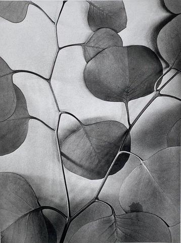 Alma Lavenson - Eucalyptus Leaves 1933.