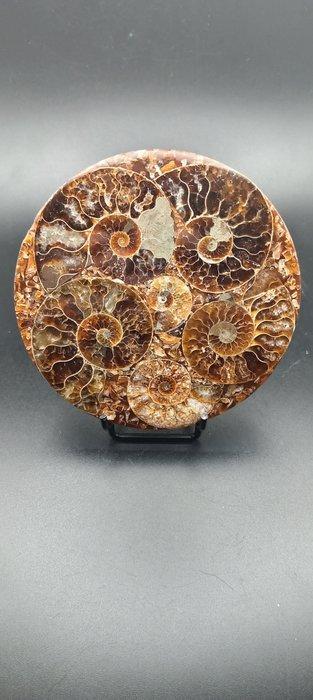 Ammoniet - Gefossiliseerde schelp - Cleoniceras sp. - 11 cm, Verzamelen, Mineralen en Fossielen