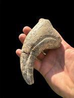 Dinosaurus - Gefossiliseerde klauw - Suchomimus Tenerensis -