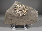 Zee-egel - Fossiele matrix - Asterocidaris Bistriata - 19 cm, Verzamelen, Mineralen en Fossielen