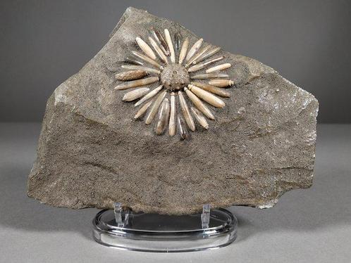 Zee-egel - Fossiele matrix - Asterocidaris Bistriata - 19 cm, Verzamelen, Mineralen en Fossielen