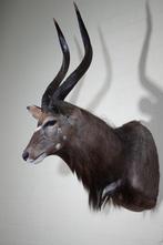 Fine Nyala Support mural pour taxidermie - Tragelaphus, Nieuw