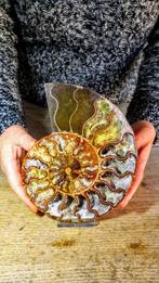 Ammoniet - Gefossiliseerd dier - Aioloceras (Cleoniceras), Verzamelen