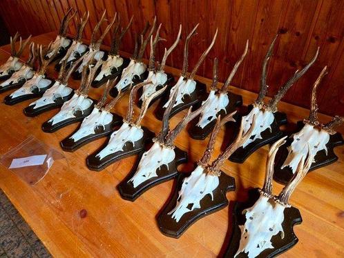 Ree Taxidermie wandmontage - Capreolus capreolus - 20 cm -, Verzamelen, Dierenverzamelingen