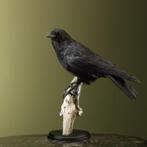Kraai Taxidermie Opgezette Dieren By Max, Verzamelen, Dierenverzamelingen, Ophalen of Verzenden, Nieuw, Vogel, Opgezet dier
