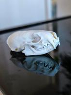 visie Amerika Skelet - Neovison vison - 3.5 cm - 4.5 cm - 8