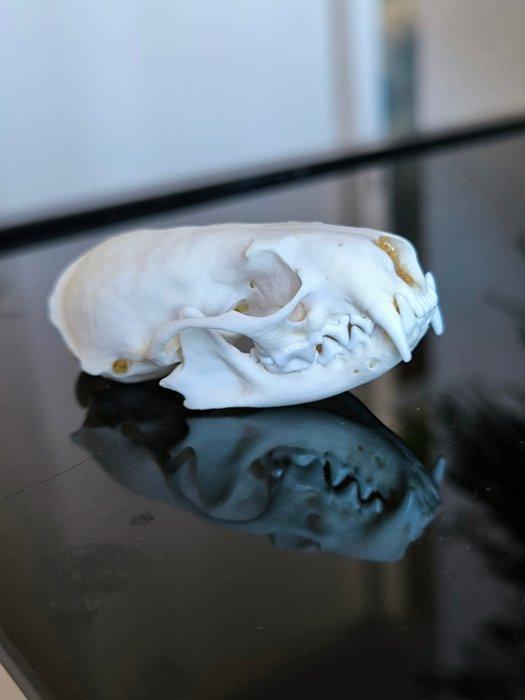 visie Amerika Skelet - Neovison vison - 3.5 cm - 4.5 cm - 8, Antiek en Kunst, Curiosa en Brocante