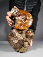 Prachtige Tanatocenose - Gefossiliseerd dier - Cleoniceras, Verzamelen
