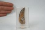Top zeldzame enorme zeer fijne Raptor - Fossiele tand -, Verzamelen