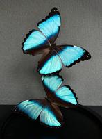 Papillon Support de corps entier pour taxidermie - Splendide, Antiek en Kunst