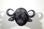 Buffle du Cap géant Support mural pour taxidermie - Syncerus, Collections